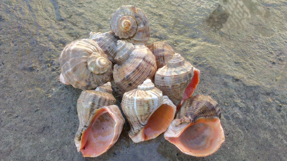 Ракушки (2-3-4-5см). Цена за объём 1 литр . В наличии 30 л