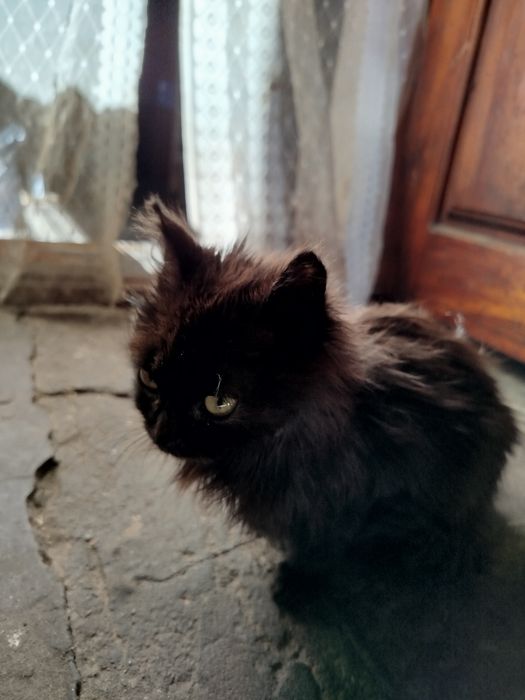 Отдадим котят в хорошие руки