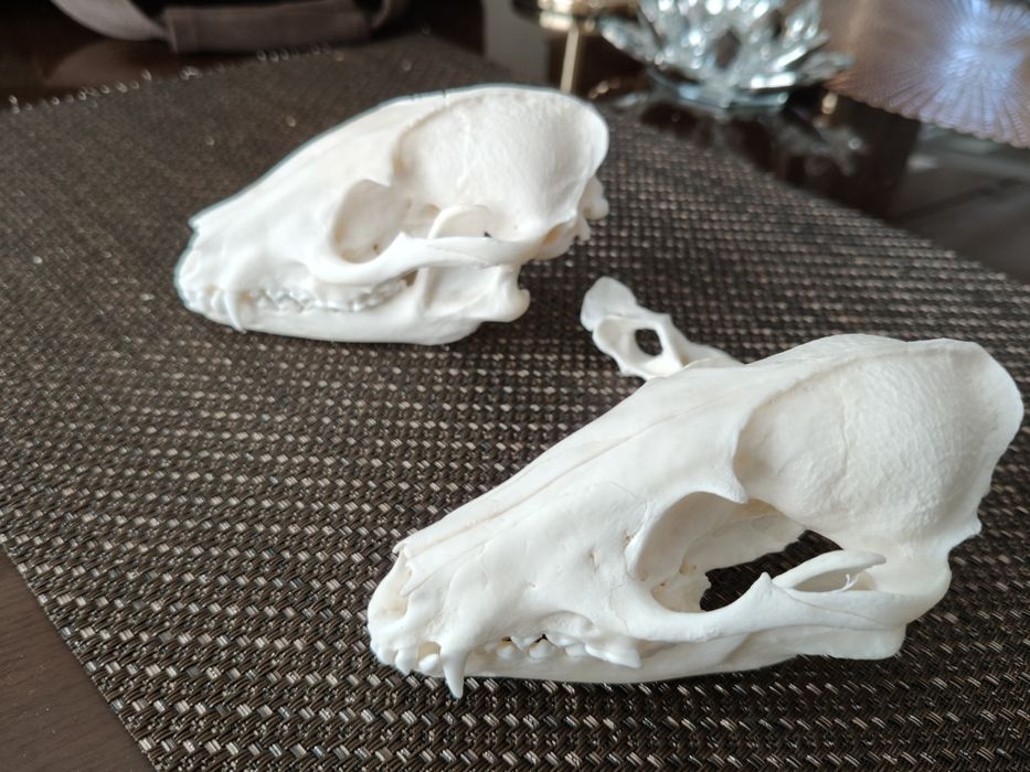 Pan Jenot i Pani Jenot Taxidermy!