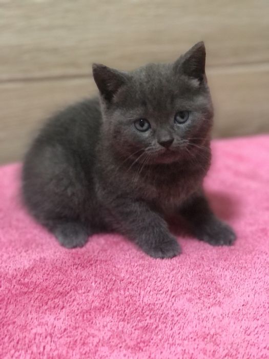 Британська дівчинка!