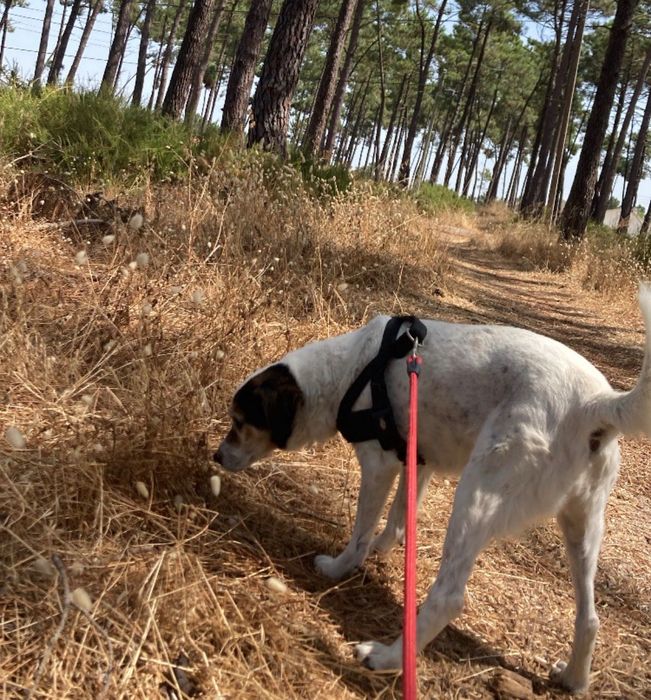 passeio de cães / dog walking - pet sitting (Massamá)