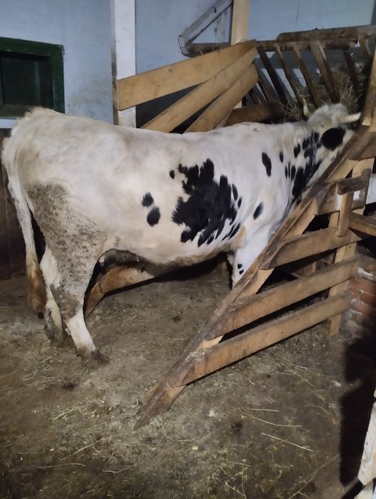 Продається високо тільна телиця