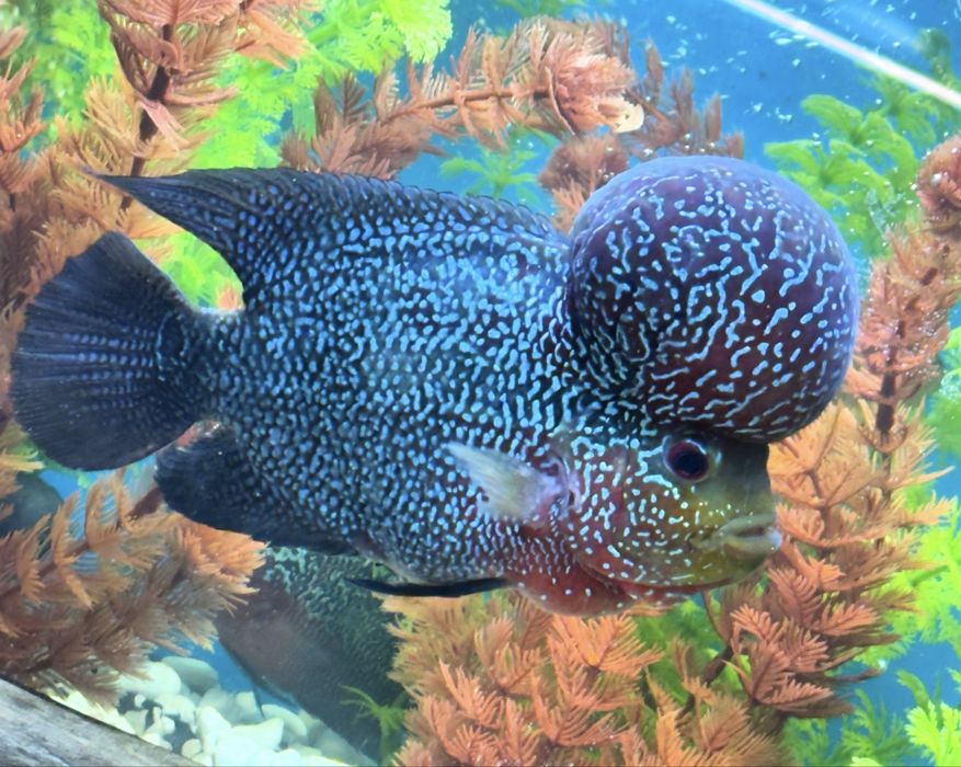 Флауэр хорн Flower Horn