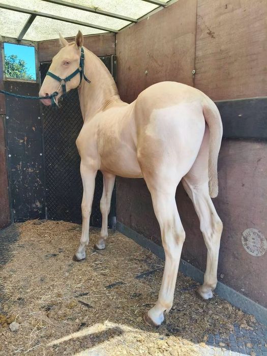 Poldro PSL Lusitano Isabel