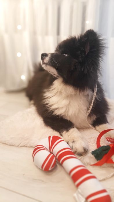 Akita Inu rodowód FCI/ ZKwP długowłosy piesek