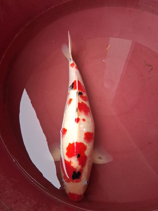 Carpa koi japonesa