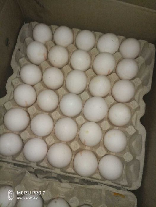 Инкубационное яйцо несушка белая