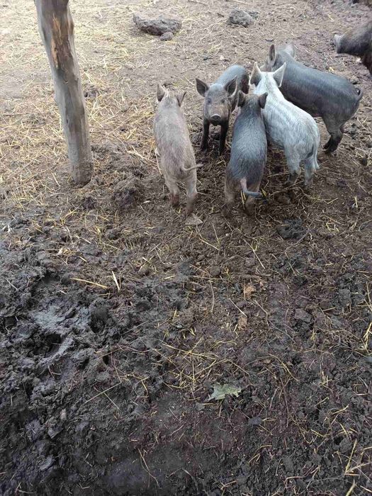 Поросята угорська мангалиця