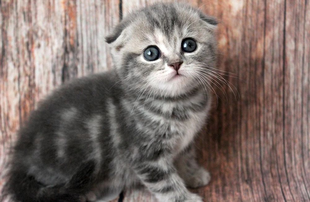 Вислоухий прямоухий шотландский котенок скоттиш страйт фолд британские