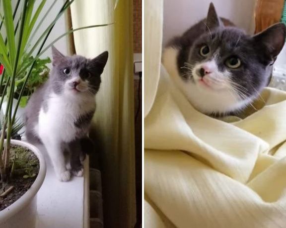 Дівчинка британка, стерилізована,  шукає люблячу родину