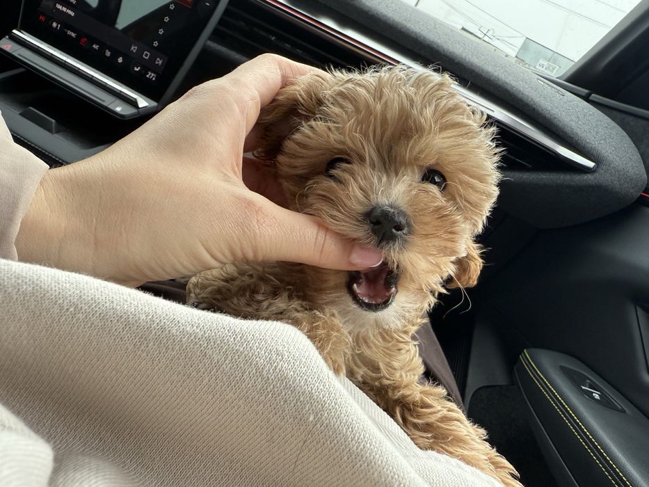 Maltipoo Мальтіпу ф1