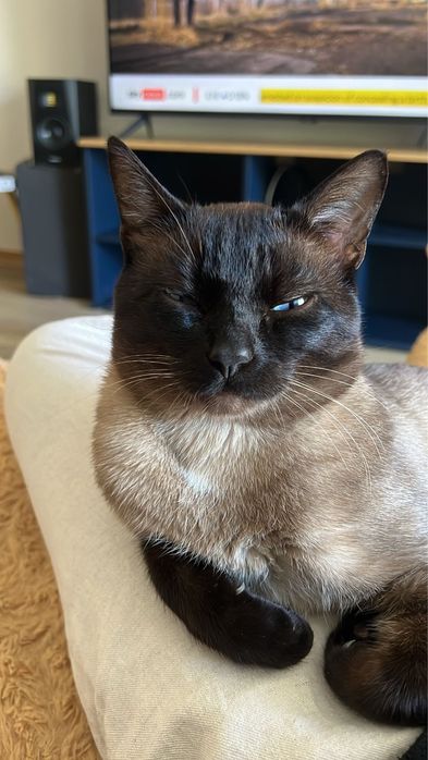 Dois gatos de Tonkine para adoção responsável