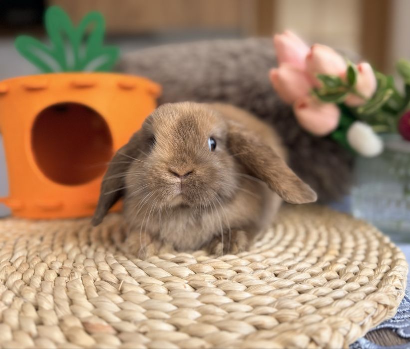 MINI LOP / transport Kraków / króliczki miniaturki rasowe mini lop