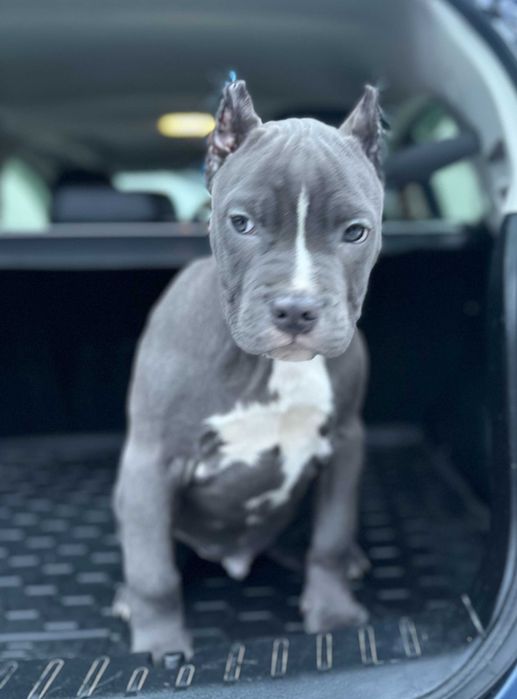 АСТ АМСТАФ щенки цуцики блакитні розплідник Харків!