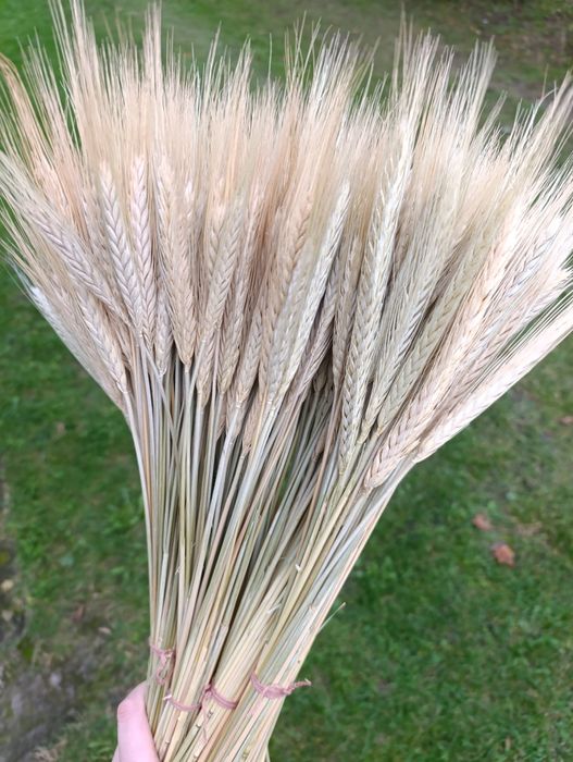 Колоски пшениці,жита,льон та сухоцвіти