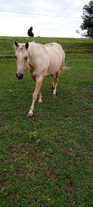 Wałach AQH 14.04.2018r