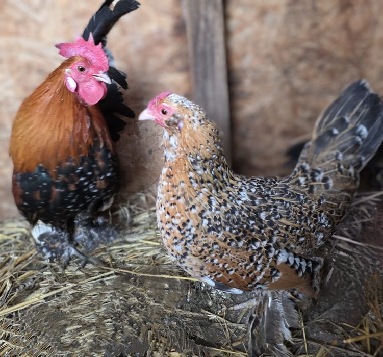 Karzełek kochin i karzełek łapciaty