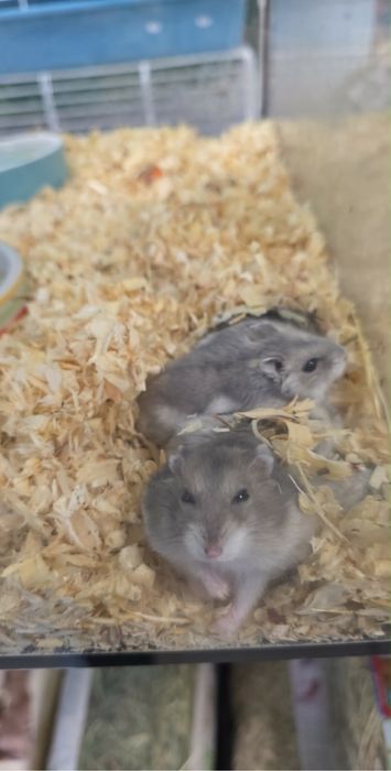 Chomiki dżungarskie