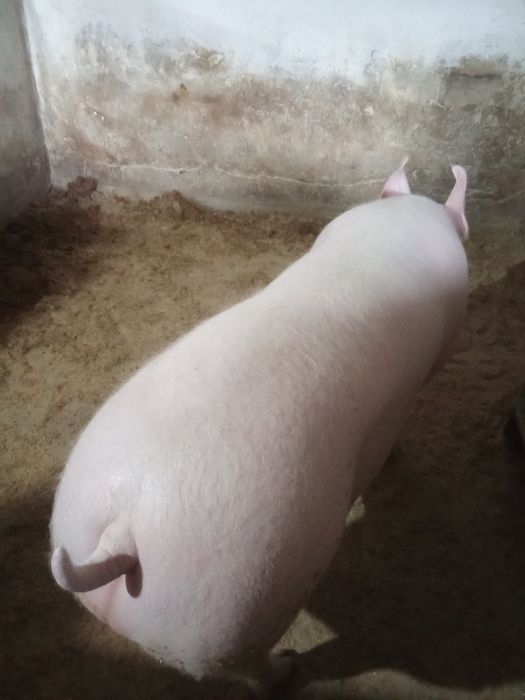 Домашня свиня на продаж.