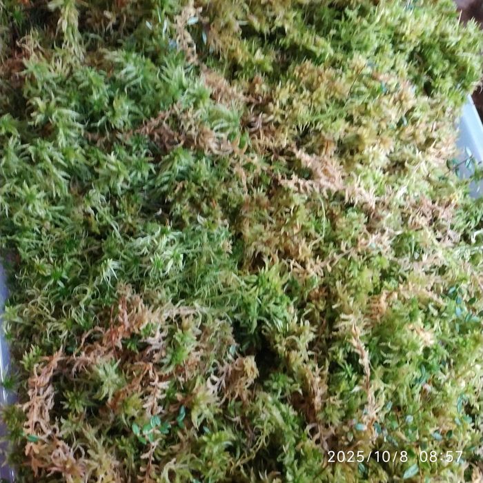 Живий мох сфагнум