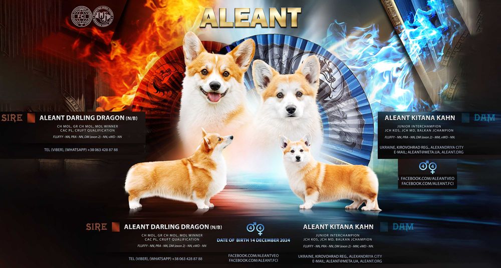 Коргі хлопчик без хвостика (проф. розведення)