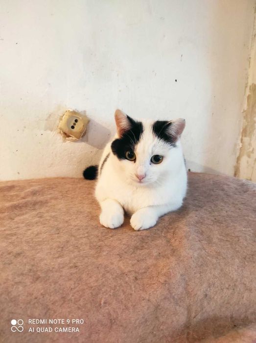 Уникальная стерилизованная кошечка ищет семью.