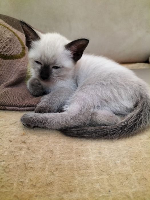 Dá-se gatinha bebé