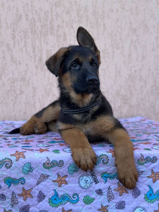 Цуценята Німецької Вівчарки