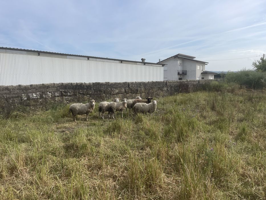 Vendo  6 ovelhas