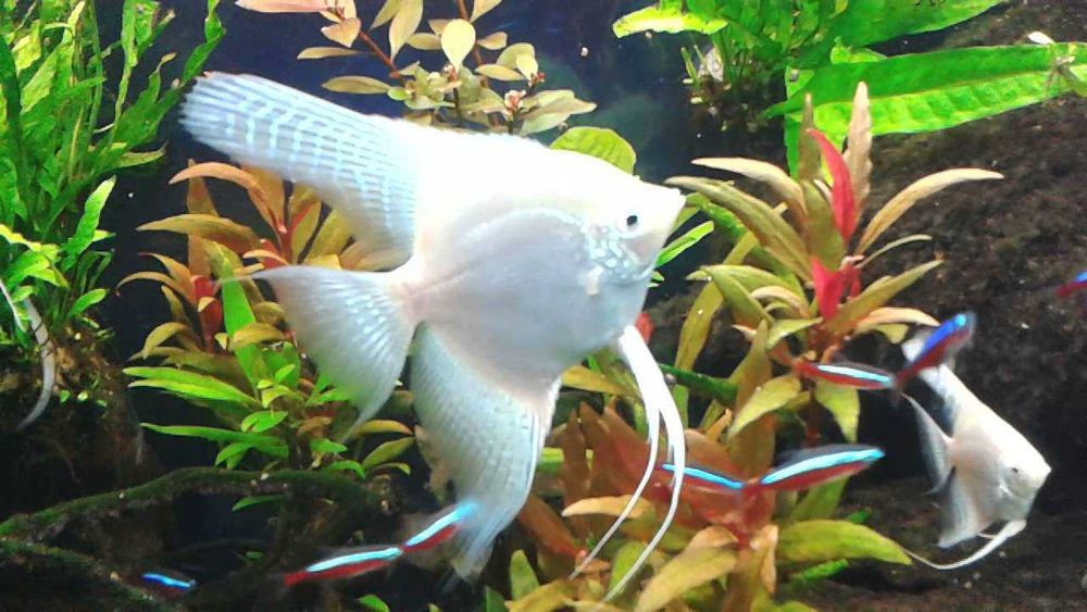 Skalar platynowy welon GRUBY KOCUR sklep zoologiczny Rzeszów Słodka