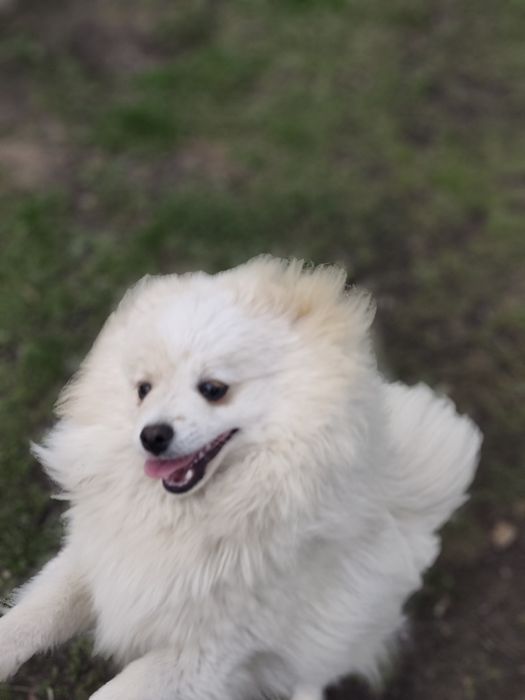 Szpic miniaturowy pomeranian