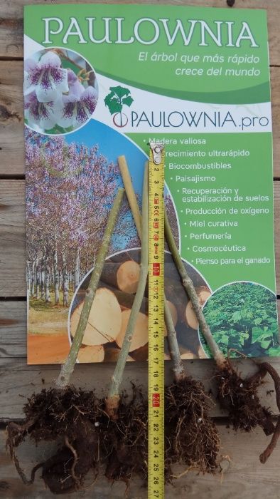 Paulownia Elongata mini stump Oferta 50ud.