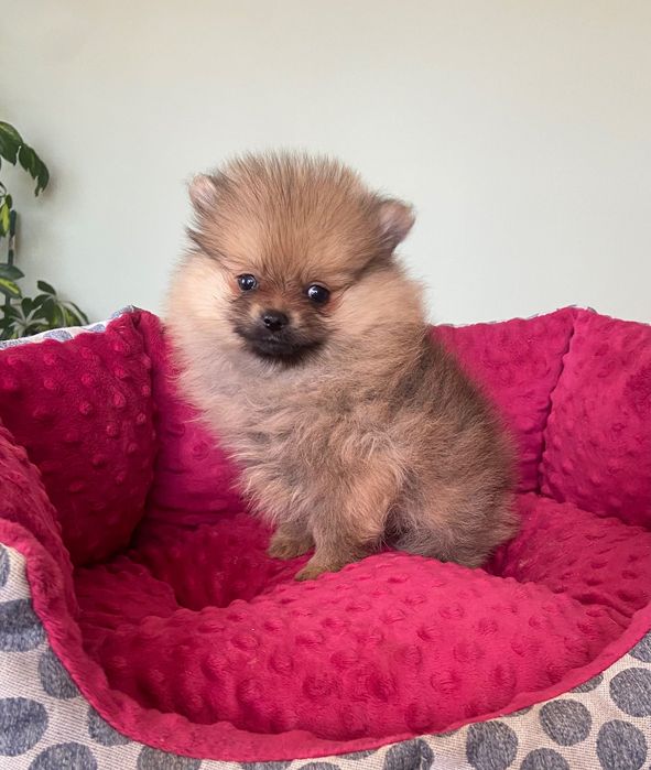 Szpic miniaturowy Pomeranian