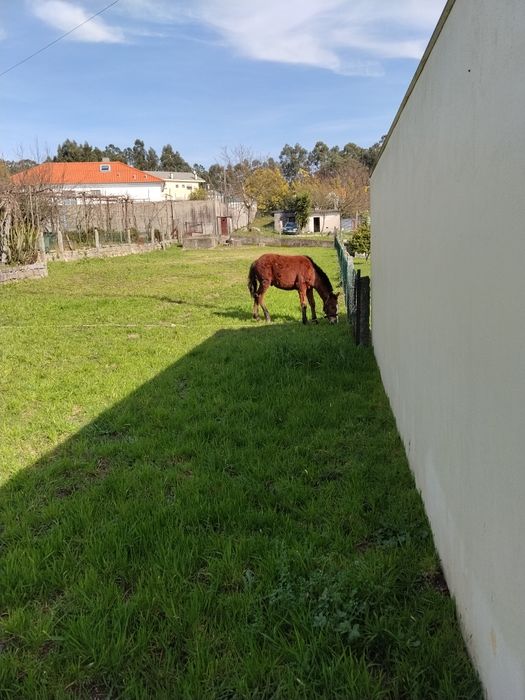 Troco poldro cruzado lusitano