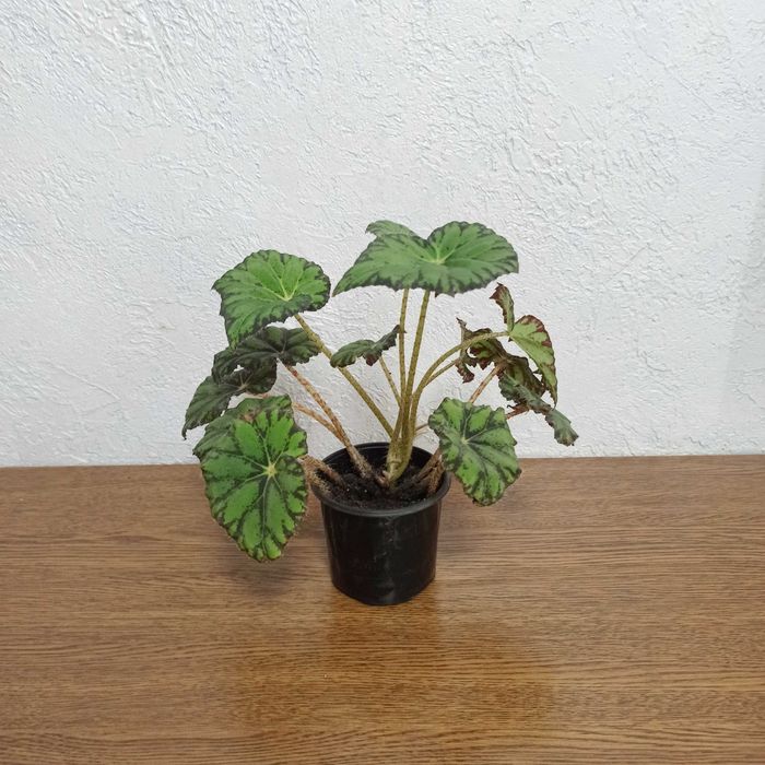 Бегония тигровая, неприхотливый цветок с декоративными листьями