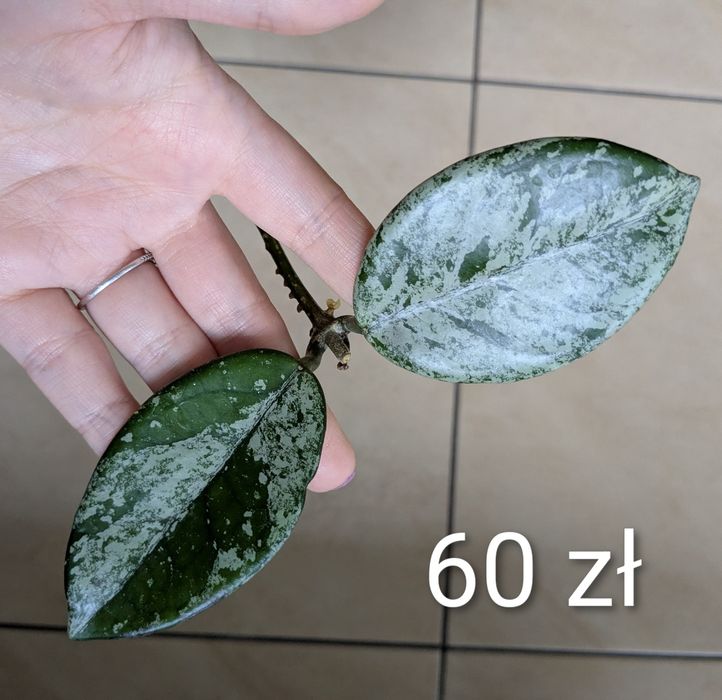 Hoja hoya wilbur graves