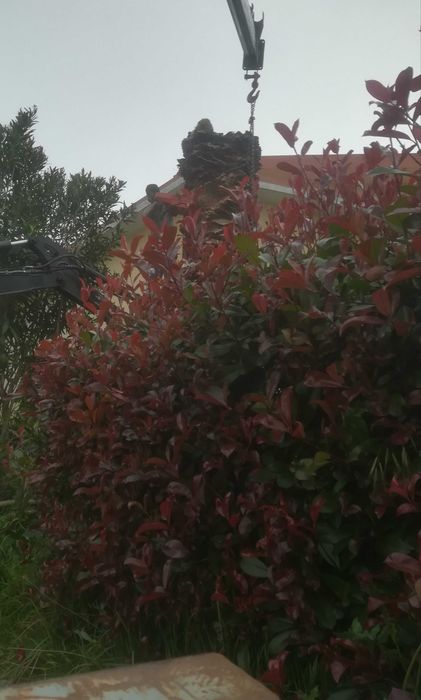 Remoção de Palmeiras