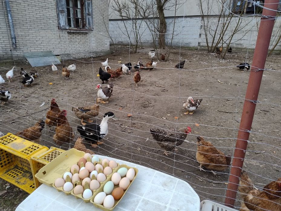 Sprzedam jajka kurze z własnej przydomowej hodowli