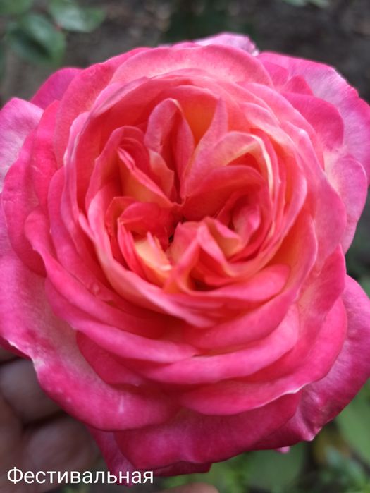 Саджанці троянд Саженцы роз