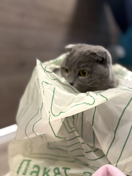 Домашня перетримка собак та котів, зооняня,