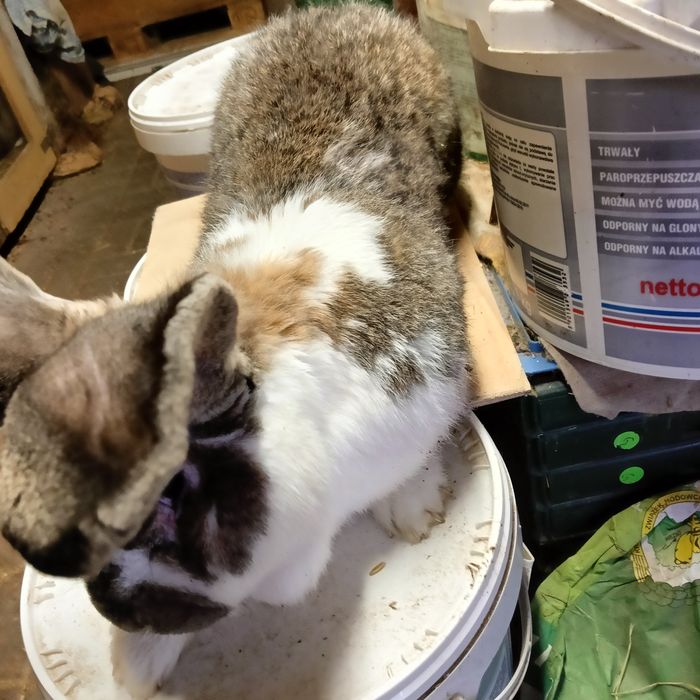 Sprzedam królika samca