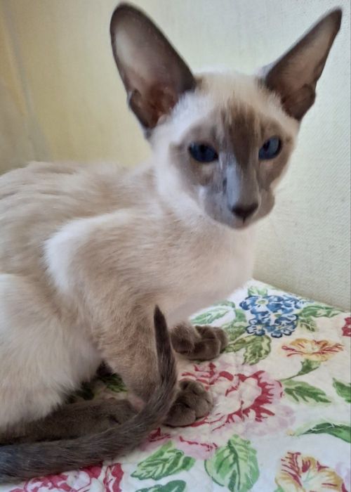 Орієнтальний   котик  блю поинт