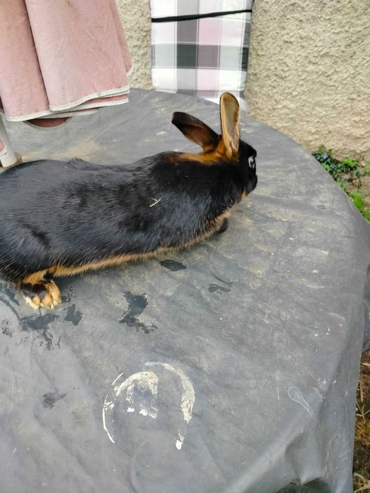 Króliki zajączkowaty samiczka