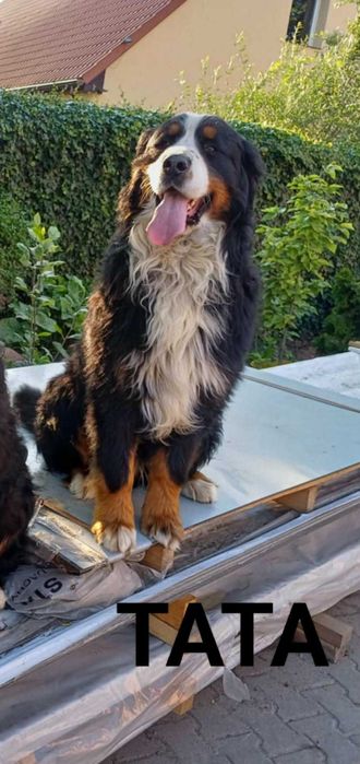 Berneńczyk do rezerwacji