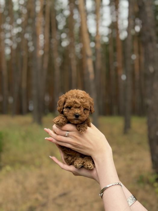 Toy poodle, той пудель red