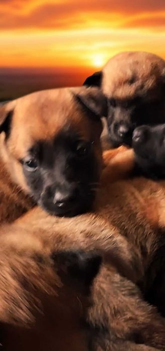 Owczarek Belgijski Malinois