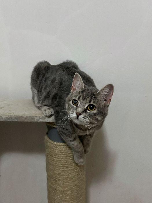 Кошеня Люсі шукає дім