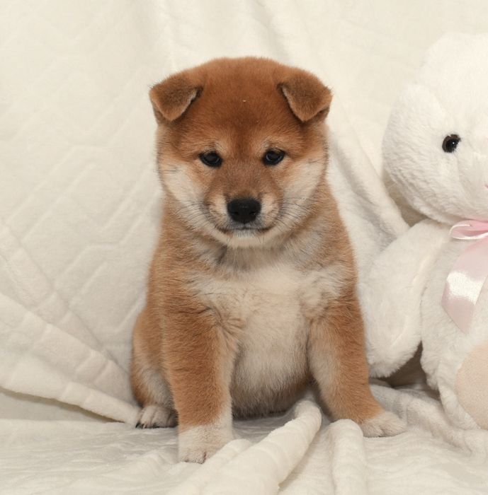 Czerwona suczka Shiba Inu FCI ZKwP gotowa do odbioru