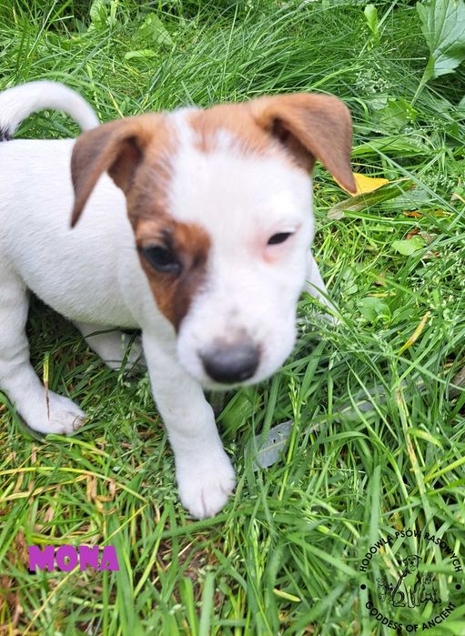 Jack Russell Terrier suczka rodowód