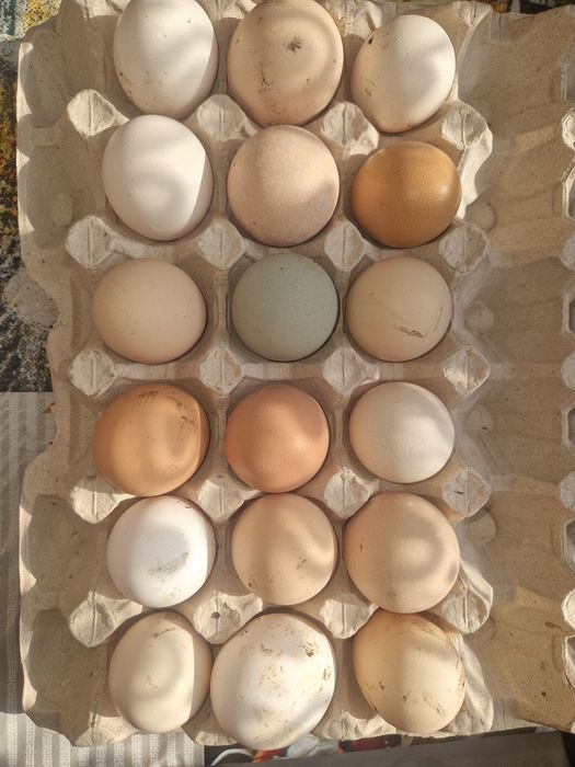 Інкубаційне яйце.  Курячі мікс